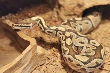 Ball Pythons kaufen und verkaufen Photo: Königspython "Special" abzugeben
