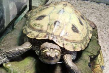 Sumpfschildkröten kaufen und verkaufen Foto: Höckerschildkröte sucht neues Zuhause Sumpfschildkröten kaufen und verkaufen Foto: Höckerschildkröte sucht neues Zuhause