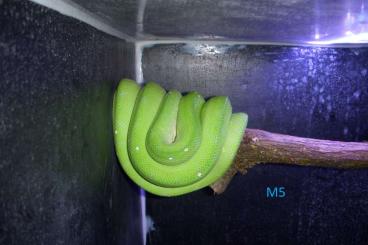 Pythons kaufen und verkaufen Foto: 2.3 Morelia viridis aru cb 23