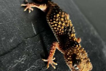 Geckos kaufen und verkaufen Foto: Knopfschwanzgecko Nephrurus cinctus 1.0 – adult, zuchtbereit & gesund Geckos kaufen und verkaufen Foto: Knopfschwanzgecko Nephrurus cinctus 1.0 – adult, zuchtbereit & gesund