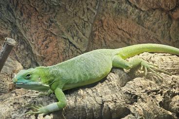 other lizards kaufen und verkaufen Photo: Fidschi Leguan Pärchen 1.1 other lizards kaufen und verkaufen Photo: Fidschi Leguan Pärchen 1.1