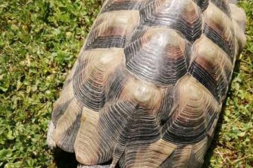 Landschildkröten kaufen und verkaufen Foto: Zwei Breitrandschildkröten 20 Jahre alt (Männchen)