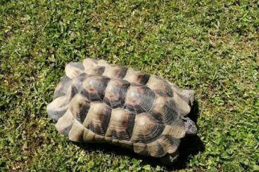 Tortoises kaufen und verkaufen Photo: 2x Breitrandschildkröten für 250€ (20 Jahre, Männchen) Tortoises kaufen und verkaufen Photo: 2x Breitrandschildkröten für 250€ (20 Jahre, Männchen)