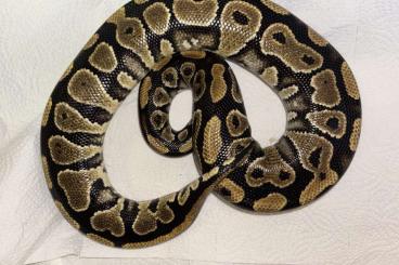 Pythons kaufen und verkaufen Photo: 1.3 Königspythen incl. Rack 350,- Pythons kaufen und verkaufen Photo: 1.3 Königspythen incl. Rack 350,-