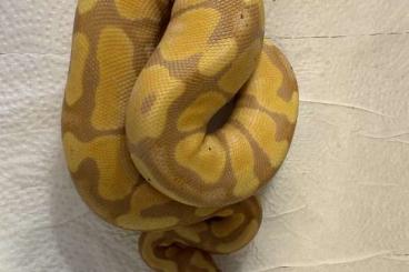 Pythons kaufen und verkaufen Foto: 2.3 Königspythen / Python regius 