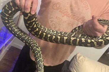 Pythons kaufen und verkaufen Photo: 1.0 Morelia spilota cheynei / Teppichpython Pythons kaufen und verkaufen Photo: 1.0 Morelia spilota cheynei / Teppichpython