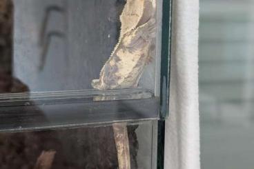 Geckos kaufen und verkaufen Photo: 2.1 Kronenkopfgecko und Terrarium Geckos kaufen und verkaufen Photo: 2.1 Kronenkopfgecko und Terrarium