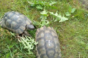 Landschildkröten kaufen und verkaufen Photo: Breitrandschildkröten - Paar mit Brutkasten und Zubehör Landschildkröten kaufen und verkaufen Photo: Breitrandschildkröten - Paar mit Brutkasten und Zubehör