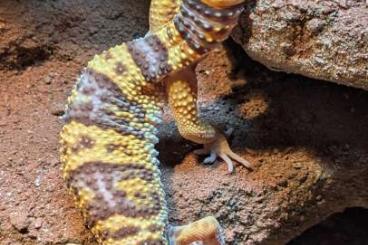 Geckos kaufen und verkaufen Photo: Leopardgecko 1.0 Jungtiere aus Okt. 2024