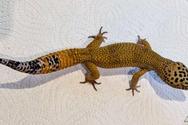 Geckos kaufen und verkaufen Foto: Leopardgecko Jungtier aus Okt 24 Geckos kaufen und verkaufen Foto: Leopardgecko Jungtier aus Okt 24