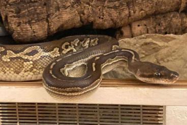 Ball Pythons kaufen und verkaufen Photo: Neues Zuhause für 2 Königspythons gesucht Ball Pythons kaufen und verkaufen Photo: Neues Zuhause für 2 Königspythons gesucht