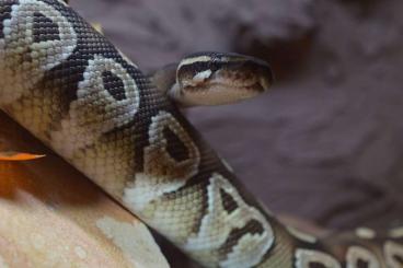 Ball Pythons kaufen und verkaufen Photo: Neues Zuhause für 2 Königspythons gesucht Ball Pythons kaufen und verkaufen Photo: Neues Zuhause für 2 Königspythons gesucht