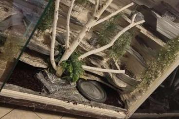 Colubrids kaufen und verkaufen Photo: 3 kornattern mit oder ohne terrarium Colubrids kaufen und verkaufen Photo: 3 kornattern mit oder ohne terrarium