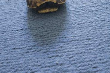 Tortoises kaufen und verkaufen Photo: Verkaufe griechische Landschildkröten 
