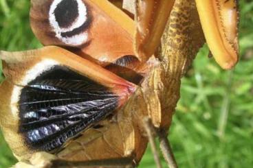Insects kaufen und verkaufen Photo: Suche Mantiden. Insects kaufen und verkaufen Photo: Suche Mantiden.