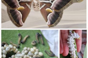 other Arthropoda kaufen und verkaufen Photo: Götterbaumspinner Samia Ricini Schmetterling Raupen