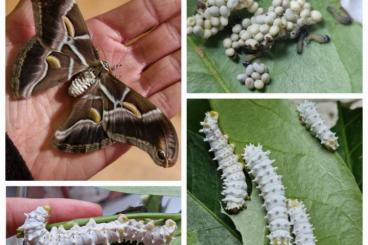 Insekten kaufen und verkaufen Foto: Götterbaumspinner Samia Ricini Schmetterling Raupe Kokon Puppe