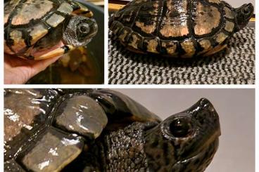 Sumpfschildkröten kaufen und verkaufen Foto: Schmuckschildkröte Wasserschildkröte sucht neuen Teich Sumpfschildkröten kaufen und verkaufen Foto: Schmuckschildkröte Wasserschildkröte sucht neuen Teich