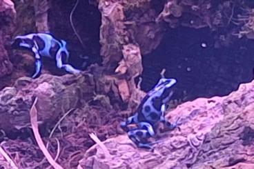 Poison dart frogs kaufen und verkaufen Photo: Dendrobates auratus Calobre und Karibik