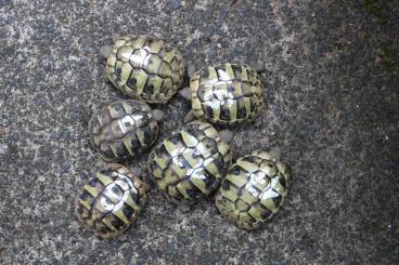 Landschildkröten kaufen und verkaufen Foto: Griechische Landschildkröten THB NZ 2024 Landschildkröten kaufen und verkaufen Foto: Griechische Landschildkröten THB NZ 2024