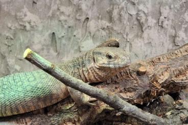 Warane kaufen und verkaufen Foto: Varanus Exantimaticus von 2024 40cm Warane kaufen und verkaufen Foto: Varanus Exantimaticus von 2024 40cm