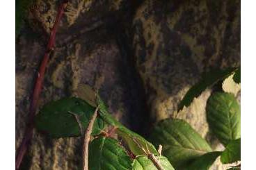 Insekten kaufen und verkaufen Foto: Türkisblaue Riesenstabschrecke Achrioptera manga ex. fallax an.