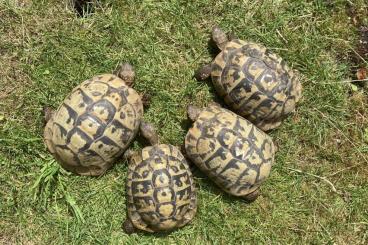 Landschildkröten kaufen und verkaufen Photo: Zuchtgruppe Dalmatinische Landschildkröte Hercegovinensis 1,3