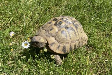 Landschildkröten kaufen und verkaufen Photo: Zuchtgruppe Dalmatinische Landschildkröte Hercegovinensis 1,2