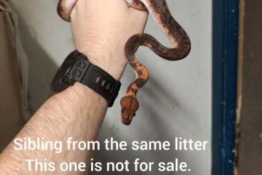 Boas kaufen und verkaufen Foto: 4 Brasilian Rainbow Boa Het pied for sale. 