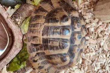 Tortoises kaufen und verkaufen Photo: Griechische Landschildkröte „Herkules“