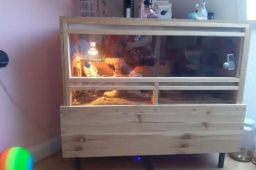 Geckos kaufen und verkaufen Foto: Komplettes Terrarium mit leopardgecko 