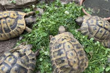 Landschildkröten kaufen und verkaufen Foto: Griechische Landschildkröten aus liebevoller Haltung