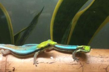 Lizards kaufen und verkaufen Photo: Phelsuma Klemmeri 0.3 2024 Lizards kaufen und verkaufen Photo: Phelsuma Klemmeri 0.3 2024