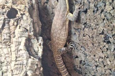Monitor lizards kaufen und verkaufen Photo: Varanus Glauerti 1.0 (9/2023) Monitor lizards kaufen und verkaufen Photo: Varanus Glauerti 1.0 (9/2023)
