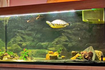 Turtles kaufen und verkaufen Photo: Pseudemys Nelsoni sucht dringend ein neues Zuhause Turtles kaufen und verkaufen Photo: Pseudemys Nelsoni sucht dringend ein neues Zuhause