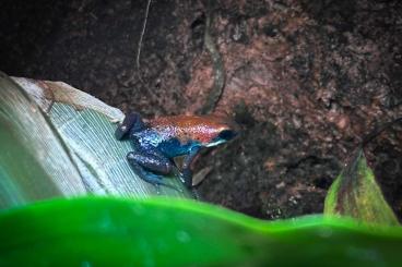 Pfeilgiftfrösche kaufen und verkaufen Foto: Oophaga Pumilio "Aguacate" 1.0 abzugeben