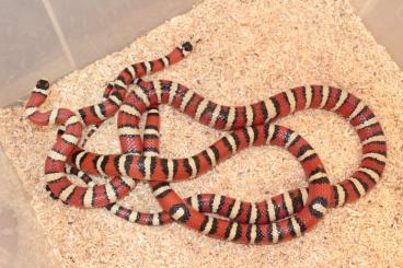 Schlangen kaufen und verkaufen Foto: Lampropeltis pyromelana, greeri