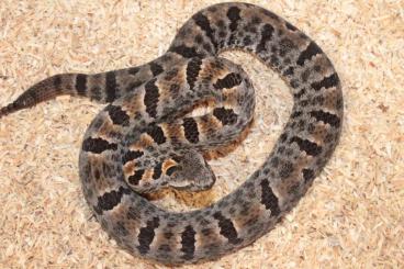 Schlangen kaufen und verkaufen Foto: 1,1 Crotalus morulus Adult