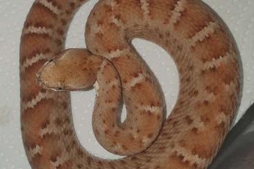 Snakes kaufen und verkaufen Photo: Crotalus lepidus, Crotalus w. meridionalis Snakes kaufen und verkaufen Photo: Crotalus lepidus, Crotalus w. meridionalis
