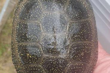 Sumpfschildkröten kaufen und verkaufen Foto: 0,2 Emys orbicularis persica Sumpfschildkröten kaufen und verkaufen Foto: 0,2 Emys orbicularis persica