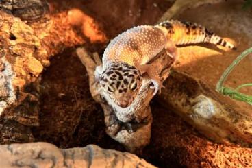 Geckos kaufen und verkaufen Photo: Leopardgecko mit komplett Terrarium (High Yellow) Geckos kaufen und verkaufen Photo: Leopardgecko mit komplett Terrarium (High Yellow)