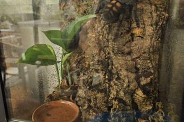 - bird spiders kaufen und verkaufen Photo: Biete Mehrere Vogelspinnenarten / Terrarien