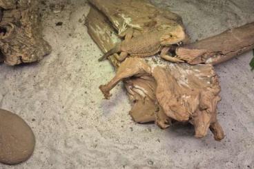 Bearded dragons kaufen und verkaufen Photo: Bartagamen in 67580 abzugeben 