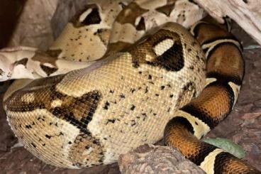 Boas kaufen und verkaufen Photo: Boa Constrictor Imperator Mix Boas kaufen und verkaufen Photo: Boa Constrictor Imperator Mix