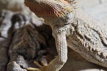 Bearded dragons kaufen und verkaufen Photo: Fletcher sucht mit oder ohne Terrarium ein neues Zuhause