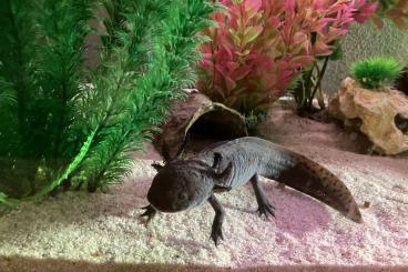 newts and salamanders kaufen und verkaufen Photo: Axolotl "Lola" abzugeben, Optional mit Aquarium, Kühler, Wasserfilter