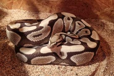 Königspythons kaufen und verkaufen Foto: Dessert Ghost Königsython Königspythons kaufen und verkaufen Foto: Dessert Ghost Königsython