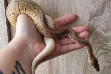 Königspythons kaufen und verkaufen Foto: Lemonblast Hypo Königspython