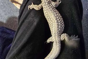 Monitor lizards kaufen und verkaufen Photo: Stachelschwanz Waran(Yellow Ackie) mit Terrarium Monitor lizards kaufen und verkaufen Photo: Stachelschwanz Waran(Yellow Ackie) mit Terrarium