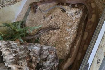 Boas kaufen und verkaufen Foto: Wunderschöne Boa Constrictor mit Terrarium